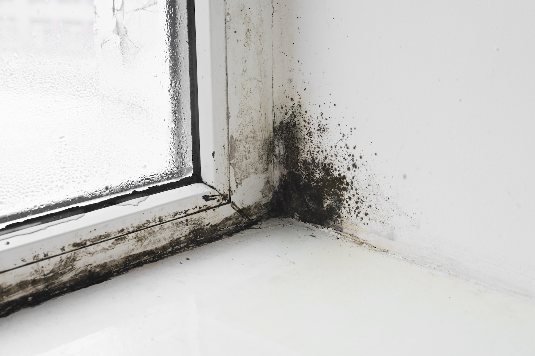 Black mold growth around a commercial window in Austin