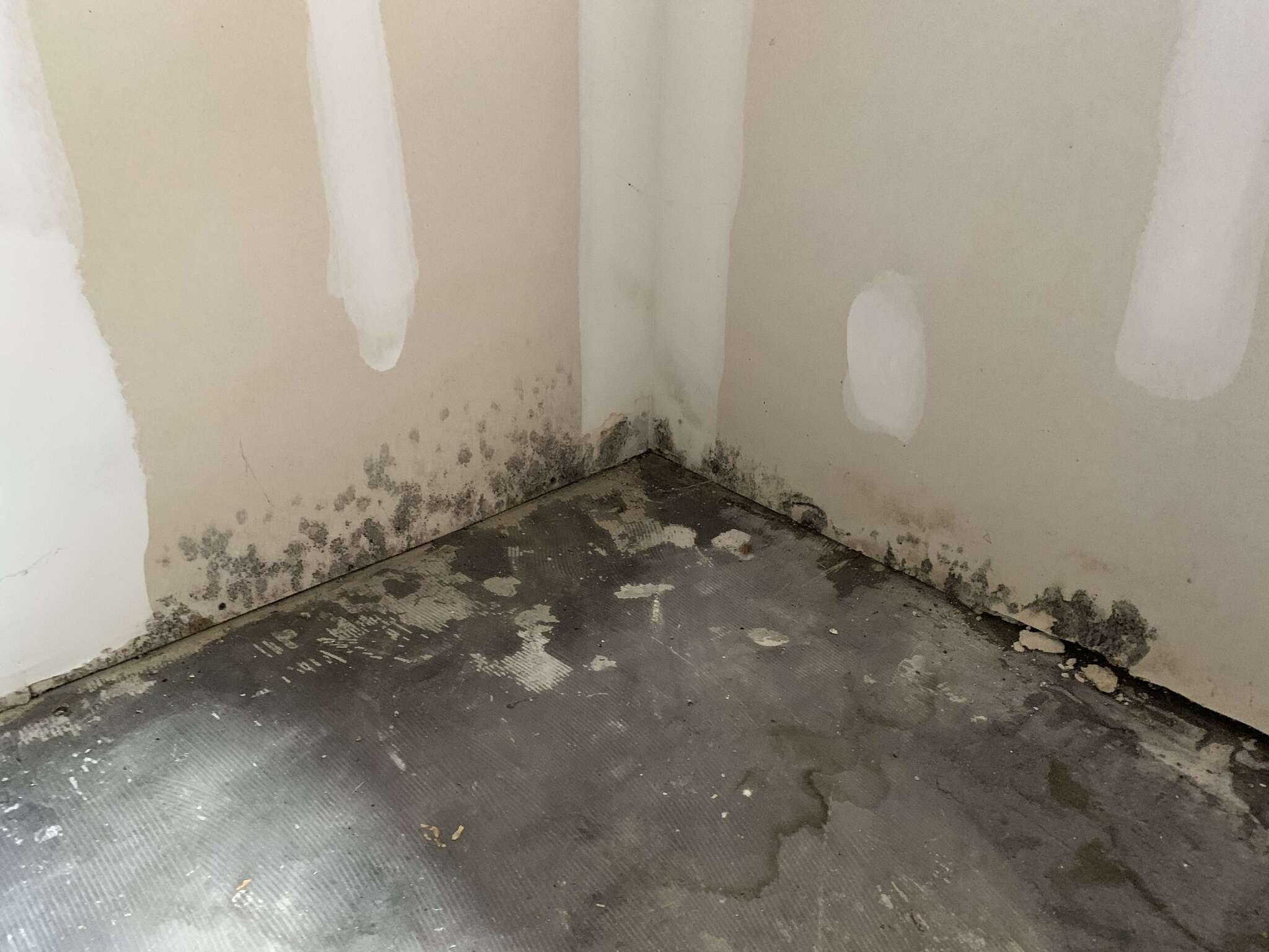 Mold growth on wall and floor corner in a Austin home