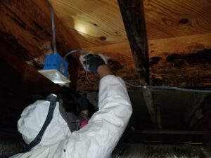 Crawlspace Mold Removal Independent Restoration Services