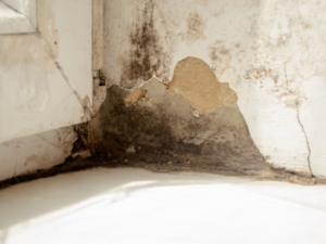 Mold Remediation in Nashville, TN Independent Restoration Services