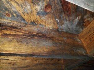 Mold Remediation in Austin, TX - Photo of mold growth in a home